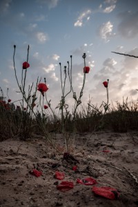 צילום: איתמר רגב