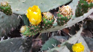 צילום: עדנה ארזי