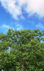 צילום: סמדר כרמל