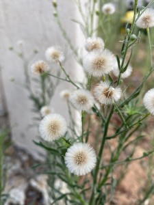 צילום: סמדר כרמל