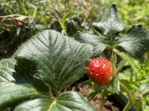 צילום: סמדר כרמל