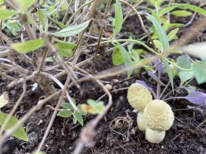 צילום: סמדר כרמל