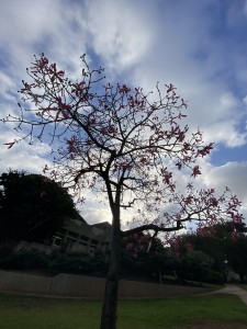 צילום: סמדר כרמל