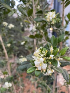 צילום: סמדר כרמל