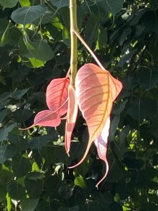 צילום: סמדר כרמל