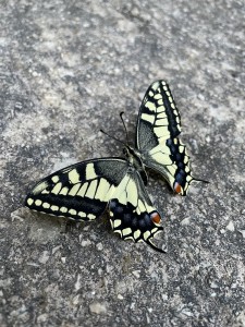 IMG-5729