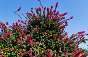 צילום: עדנה ארזי