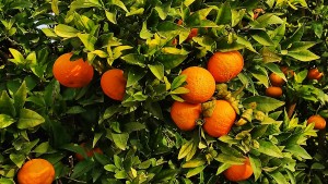 צילום: עדנה ארזי