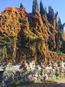 צילום: שלמה כהן